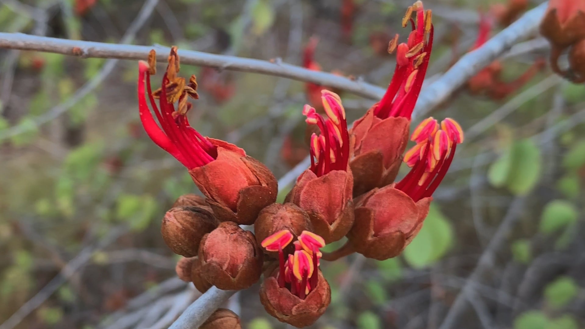 bauhinia (1)
